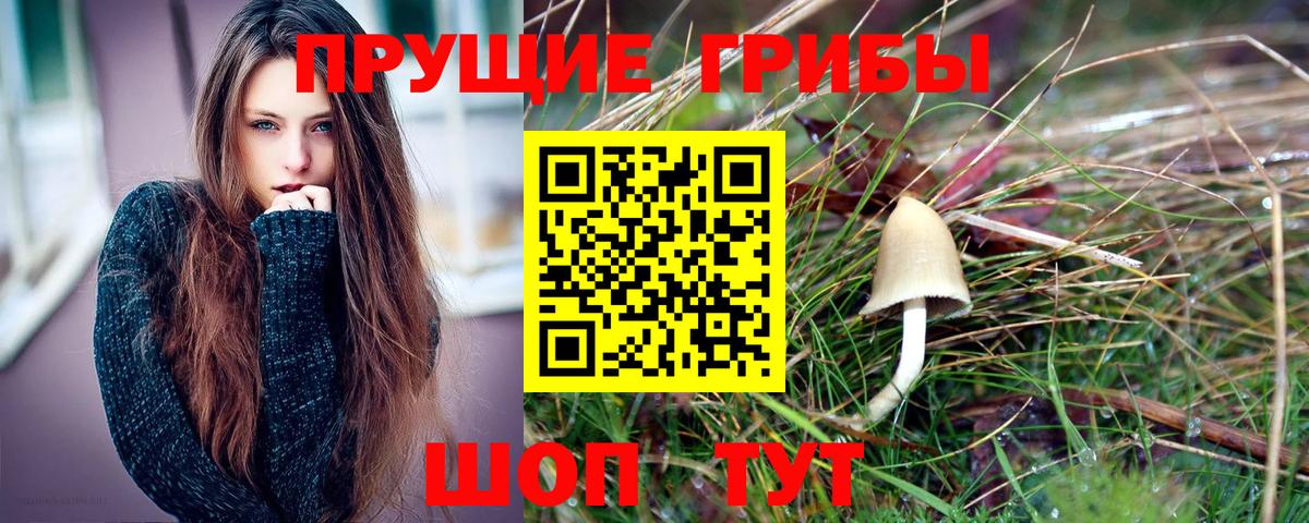 Псилоцибиновые грибы Psilocybe Нальчик