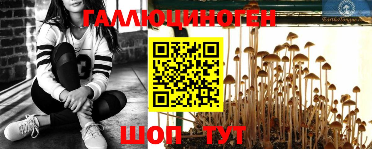 Псилоцибиновые грибы Psilocybine cubensis  Нальчик  Псилоцибиновые грибы Psilocybe 